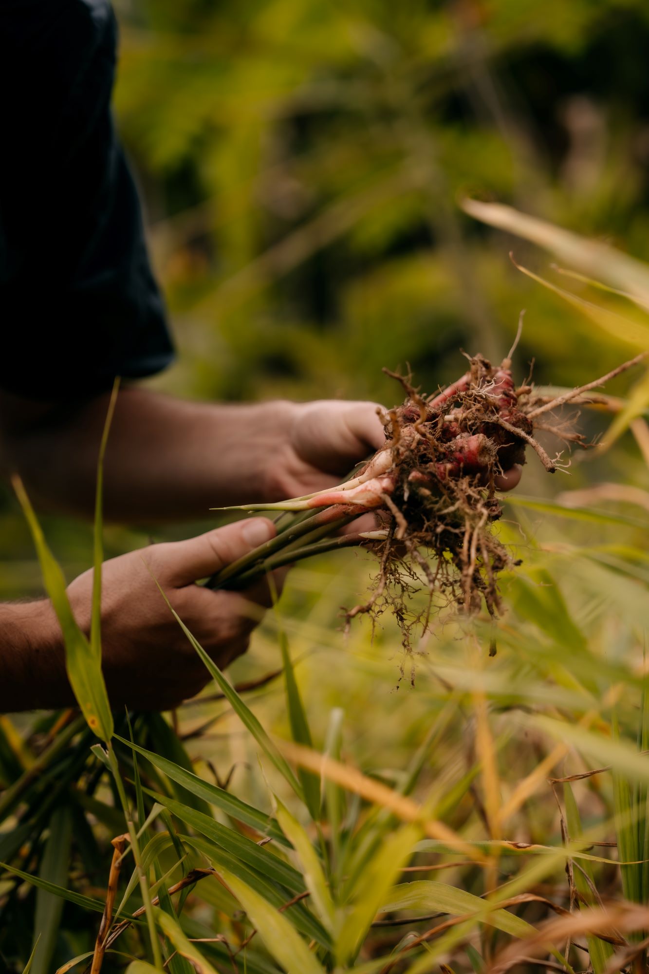 Inspiration from Local Ingredients